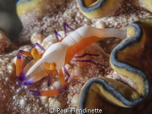 Emperor shrimp (Periclimenes imperator) hitches a ride on... by Paul Flandinette 